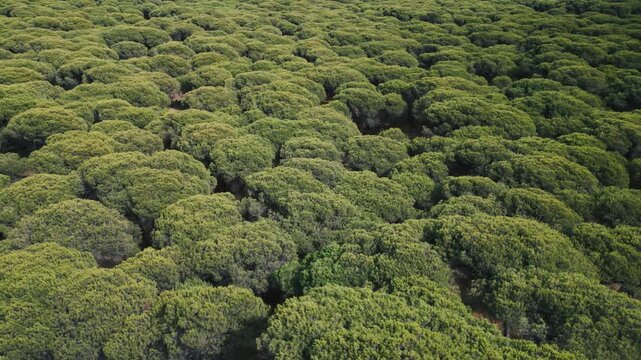Aerial drone footage gliding steadily over a dense unbroken forest canopy of rounded tree crowns, revealing a textured green landscape in natural daylight.
