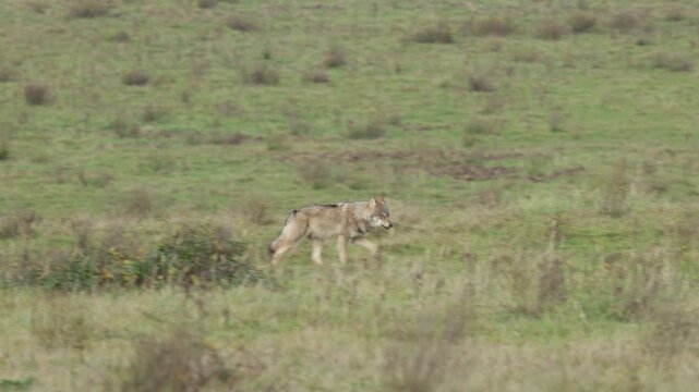 Grey wolf walking through a green meadow