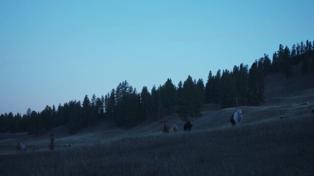 Horses in a meadow at dawn with forest behind
