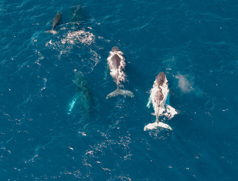 Aerial view of humpback whales swimming in the deep blue ocean near the coastal cliffs of Long Reef Headland in Collaroy, New South Wales, Australia.