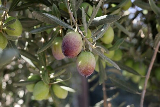 olives on a tree branch	
