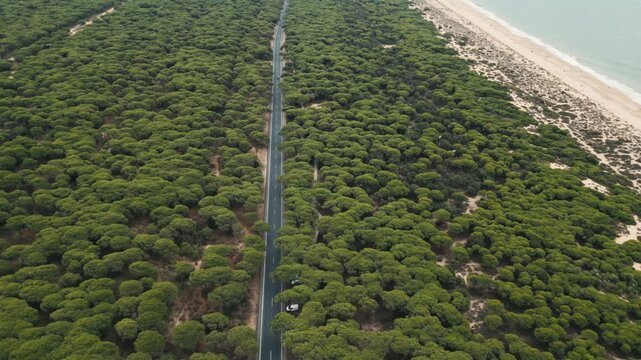 Aerial view of a straight asphalt road cutting through a dense stone pine forest beside a sandy beach and ocean, with a single car driving under natural daylight.