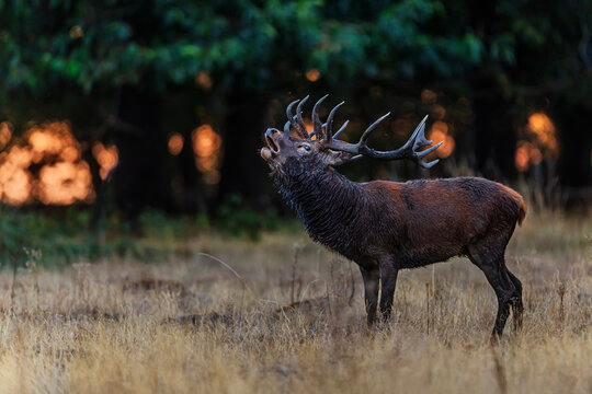 Red Deer Stag Cervus elaphus Roaring in Profile During the Autumn Rut with Dark Woodland and Warm Sunset Bokeh in the Background