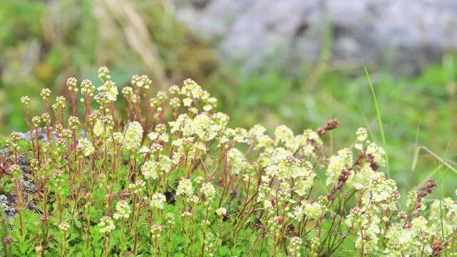 Alpine Partridgefoot, or Alpine Spirea, flowers moving gently in a summer breeze in Alaska's Talkeetna mountains.