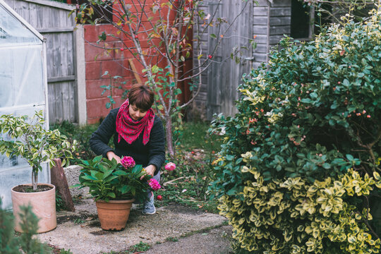 Woman pruning potted pink hydrangea flowers in autumn time in garden, gardener prepares flowers for winter time in autumn, gardeners works in autumn time in garden. Seasonal plant care.