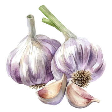 Garlic, watercolor vector, isolated on a white background.