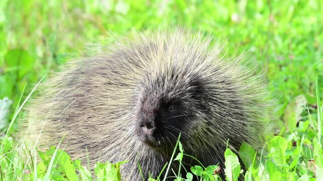 A North American porcupine (Erethizon dorsatum) tries to get rid of a pesky mosquito attacking its nose as it grazes in a field near Alaska's boreal forest.