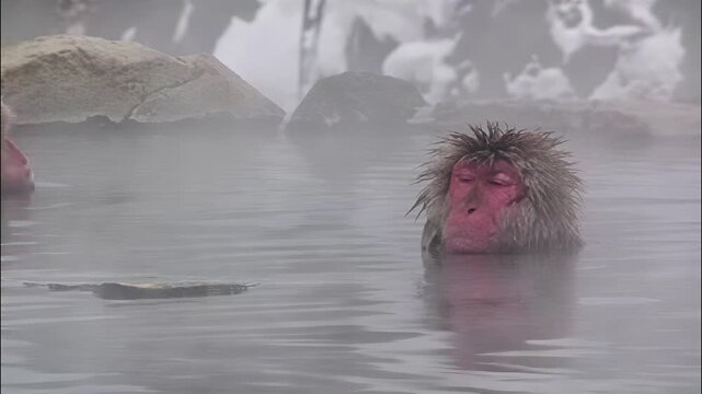 Japanese macaque relaxing in a natural hot spring during a cold winter day in the mountains