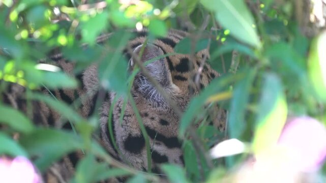 Ocelot camouflaged in dense green foliage