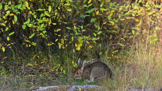 A mid-phase snowshoe hare (lepus americanus) munches on abundant foliage in Denali National Park and Preserve, Alaska.	