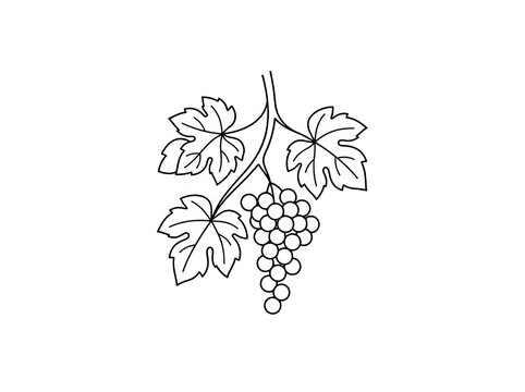 Black and white grape cluster with leaves illustration