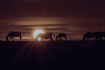 Herd of horses grazing in silhouette against the setting sun © Edijs