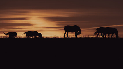 Obraz premium Horses grazing in silhouette beneath a dramatic layered sunset sky