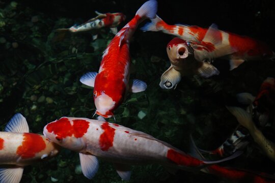 Red and White Koi Fish Close Up Qingdao