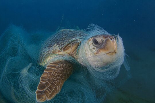 Sea turtle entangled in fishing net underwater ocean scene