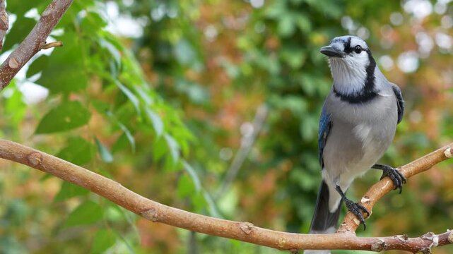 Beautiful Blue Jay lands on a small branch and scans around with a curious and cautious look while hunting for food then hops down off his perch dropping to the ground
