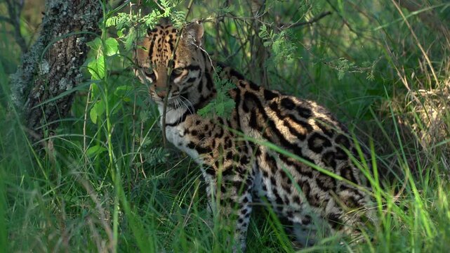 Ocelot standing alert in tall green grass beside a tree