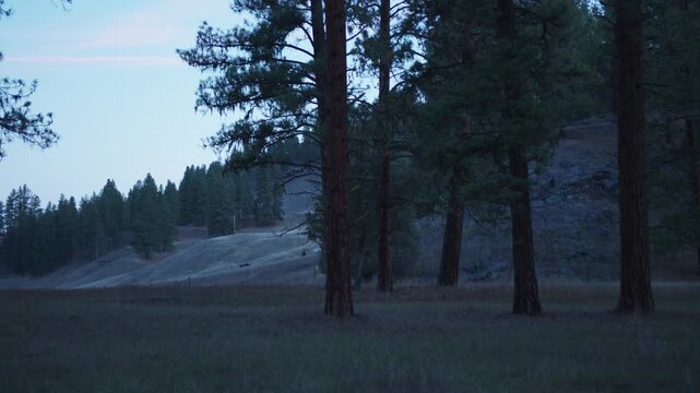 Frosty meadow at dawn with tall ponderosa pine trees