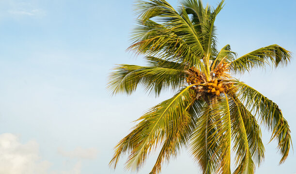 Coconut palm tree with ripe fruit against a blue sky tropical landscape
