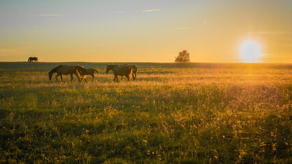 Herd of horses grazing in a meadow during golden sunset © Edijs