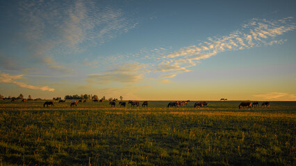 Large herd of horses grazing across an open meadow in golden evening light © Edijs
