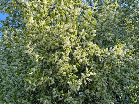 Prunus padus Bird Cherry, Hagberry, Hackberry, Mayday Tree in full bloom