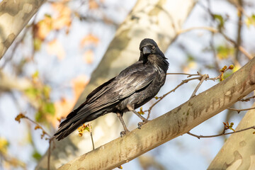 Obraz premium Photograph of an Australian Raven black bird standing on a branch in a tree on a sunny day in the Western Sydney town of Penrith in New South Wales, Australia