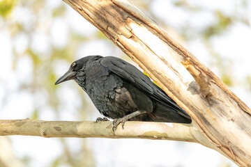 Obraz premium Photograph of an Australian Raven black bird standing on a branch in a tree on a sunny day in the Western Sydney town of Penrith in New South Wales, Australia