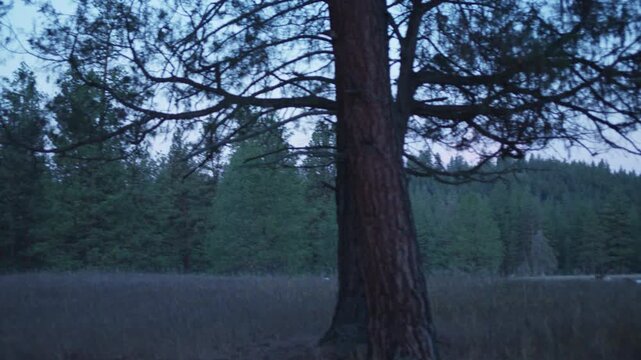 Dawn light over a meadow with a ponderosa pine tree and forest behind
