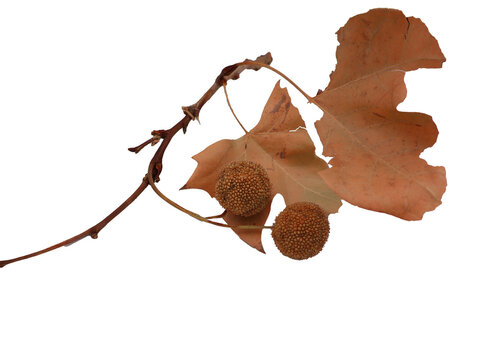 feuille s&egrave;che de platane et son fruit