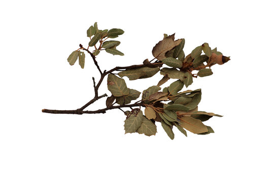 feuille du ch&ecirc;ne et ses glands