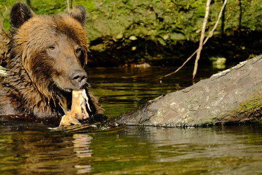 Brown bear eating a freshly caught salmon by the river