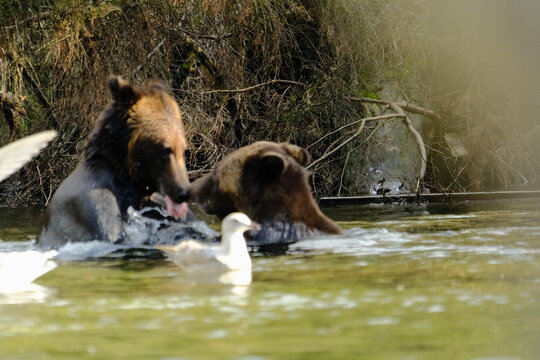 Brown bear in a river with seagulls nearby