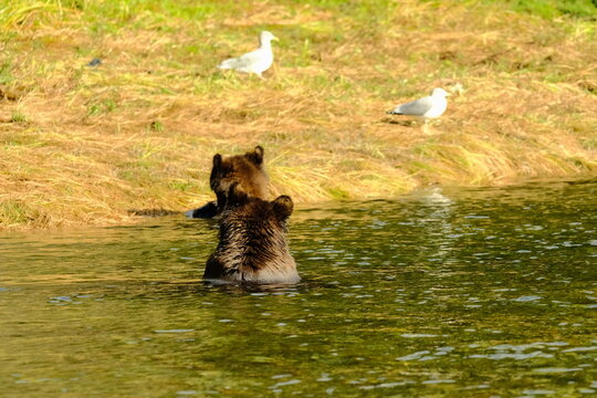Brown bear in a river with seagulls nearby