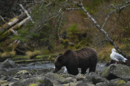 Brown bears on a rocky river shore with seagulls nearby