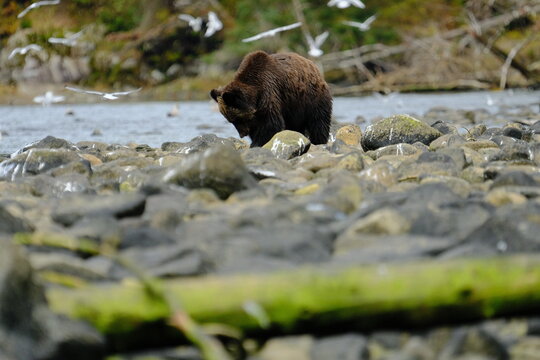 Brown bears walking along a rocky riverbank