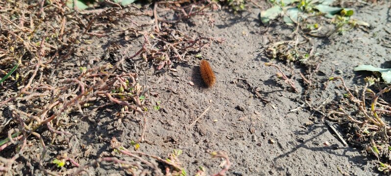 Hairy caterpillar moving quickly along an autumn forest trail
