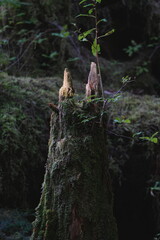 Obraz premium Old weathered cedar tree stump in a green forest