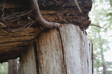 Obraz premium Old weathered cedar tree stump in a green forest