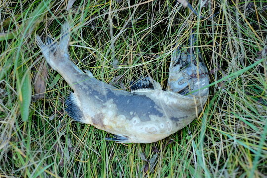 Dead fish lying on green grass and reeds