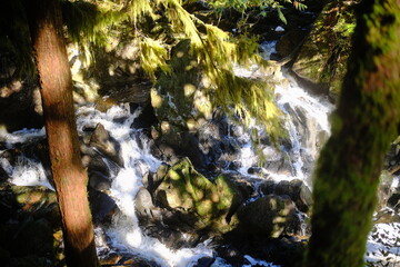 Obraz premium Waterfall between mossy trunks in a sunlit forest