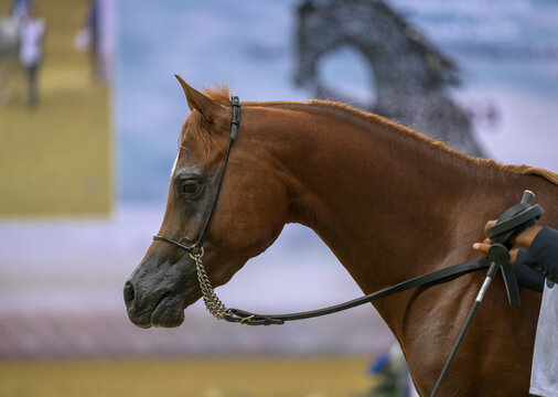 Doha Qatar October 30, 2023: A side view of an Arab horse stands at the Arab Horse Festival