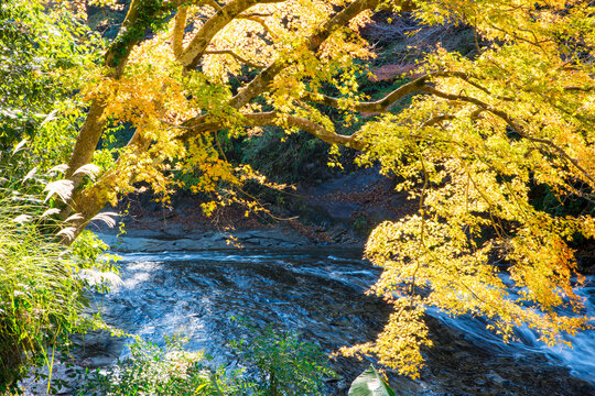 養老渓谷の秋、粟又の滝上部の紅葉風景（千葉県）