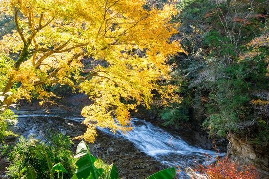 養老渓谷の秋、粟又の滝上部の紅葉風景（千葉県）