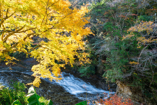 養老渓谷の秋、粟又の滝上部の紅葉風景（千葉県）