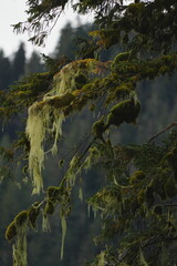 Obraz premium Lichen hanging from branches