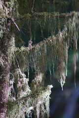 Obraz premium Hanging lichen on branches