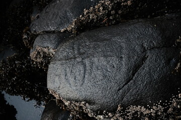 Intertidal rocks