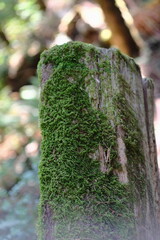 Obraz premium Moss covered stump