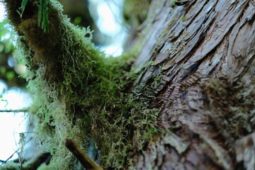 Obraz premium Moss covered tree trunk